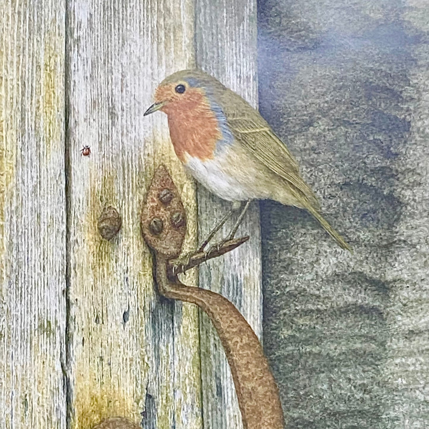 Vintage Robin Bird On Door Handle Laser Print Plate Signed R L Shepperson Framed