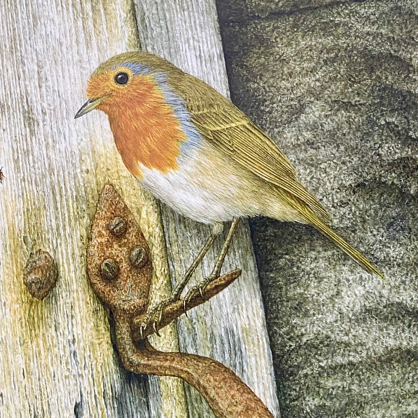 Vintage Robin Bird On Door Handle Laser Print Plate Signed R L Shepperson Framed