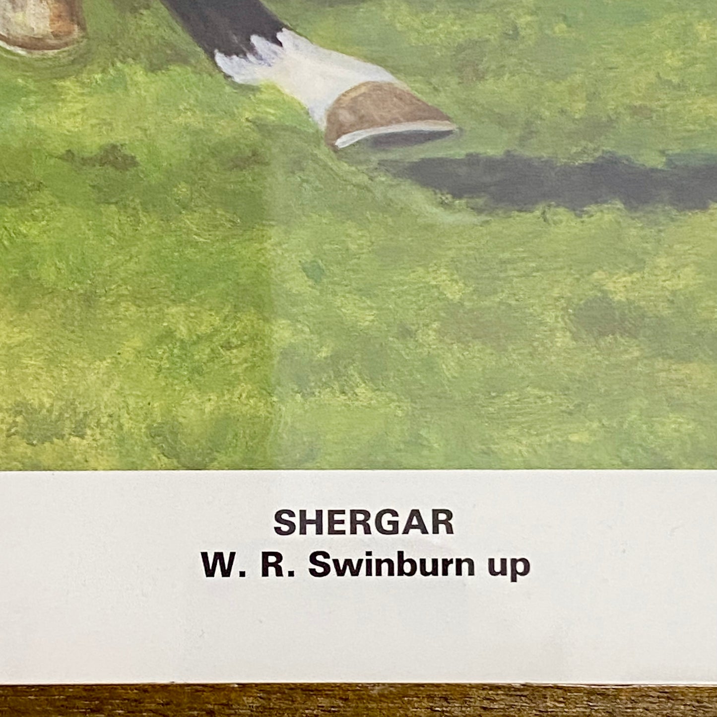 Vintage Shergar Race Horse & W. R. Swinburn Art Print Gillian E. Hoare Framed