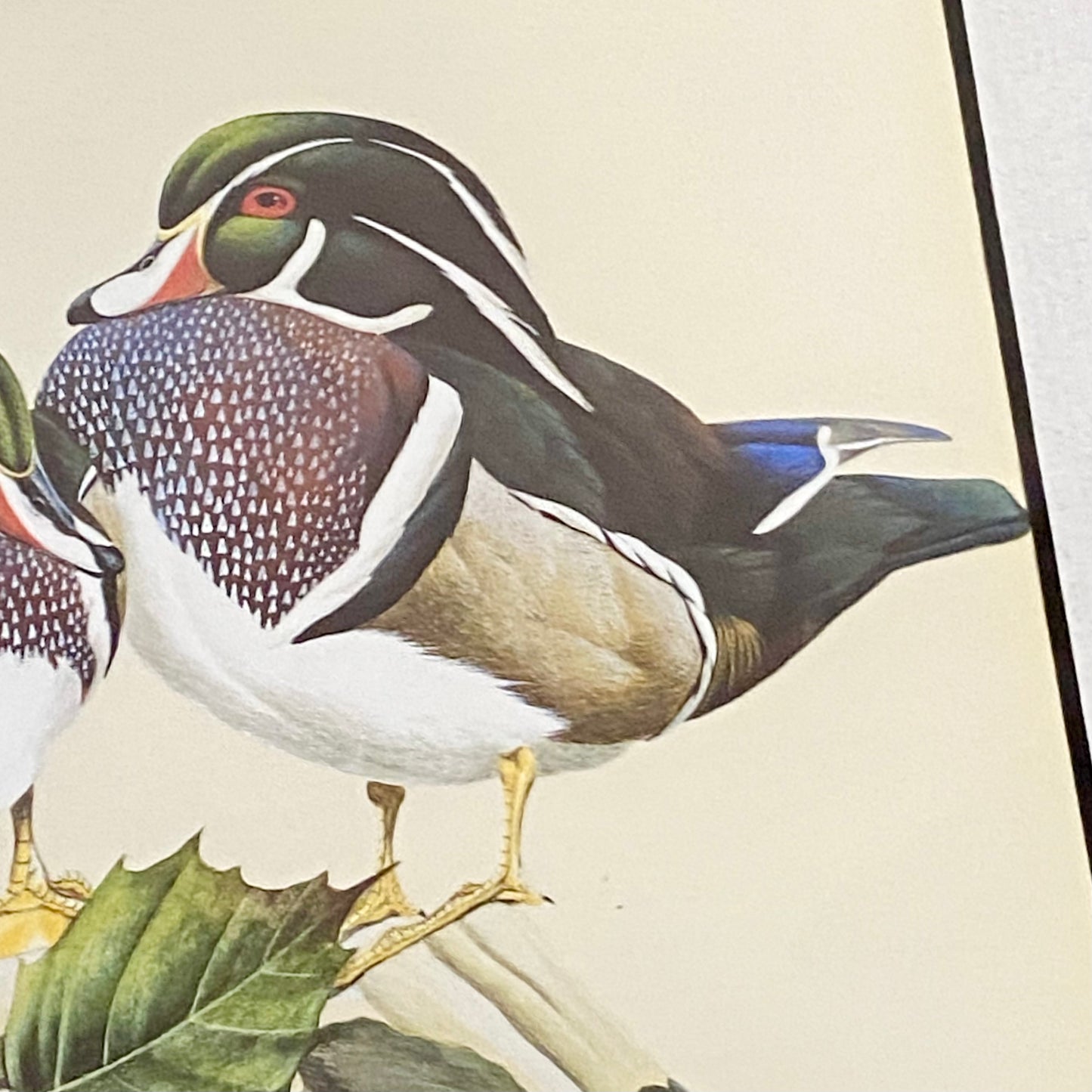 Vintage The Bachelors Ducks Litho Print Plate Signed Art LaMay Framed & Glazed