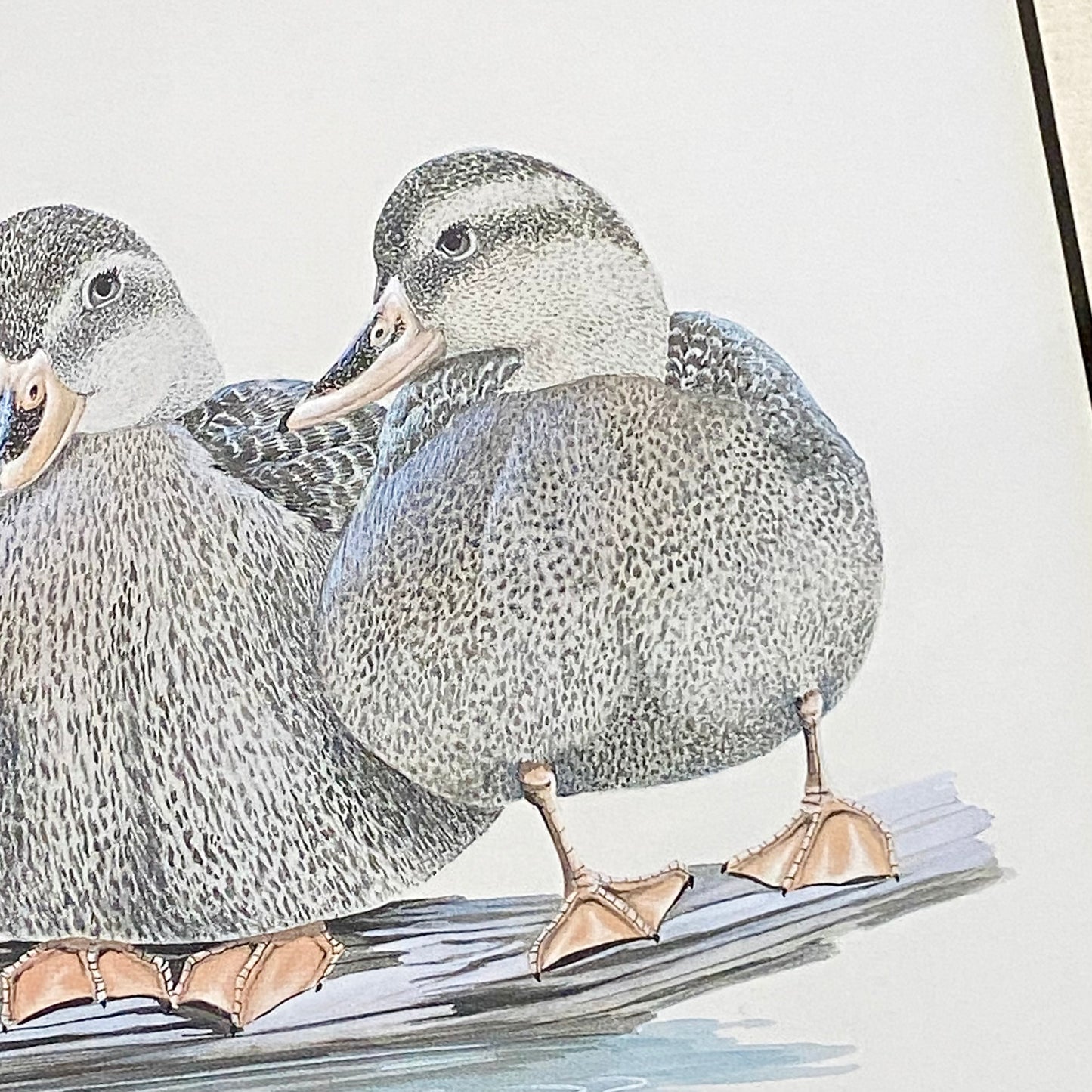 Vintage The Girls Duck Ducks Litho Print Plate Signed Art LaMay Framed & Glazed