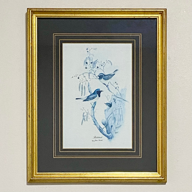 Vintage Redstart Birds Monochrome Art Print By John Gould Gilt Framed & Glazed
