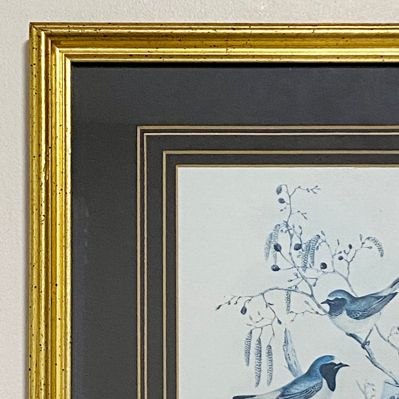 Vintage Redstart Birds Monochrome Art Print By John Gould Gilt Framed & Glazed