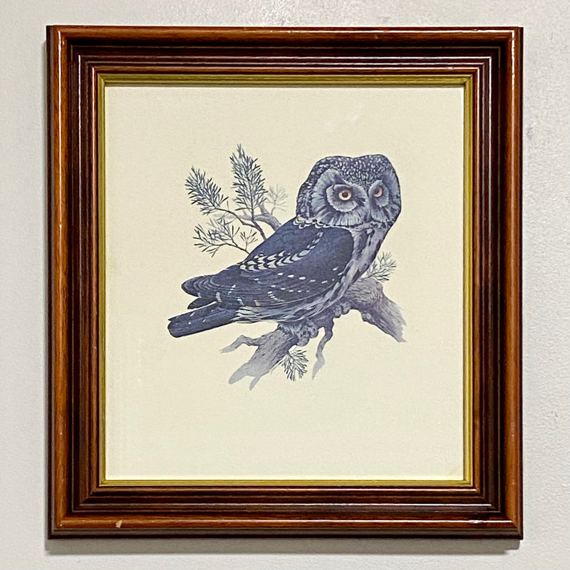 Vintage Boreal Owl Predator Birds Of The Northern Forest 1966 Art Print Framed