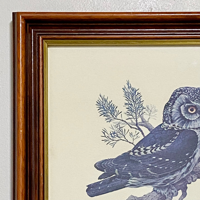 Vintage Boreal Owl Predator Birds Of The Northern Forest 1966 Art Print Framed