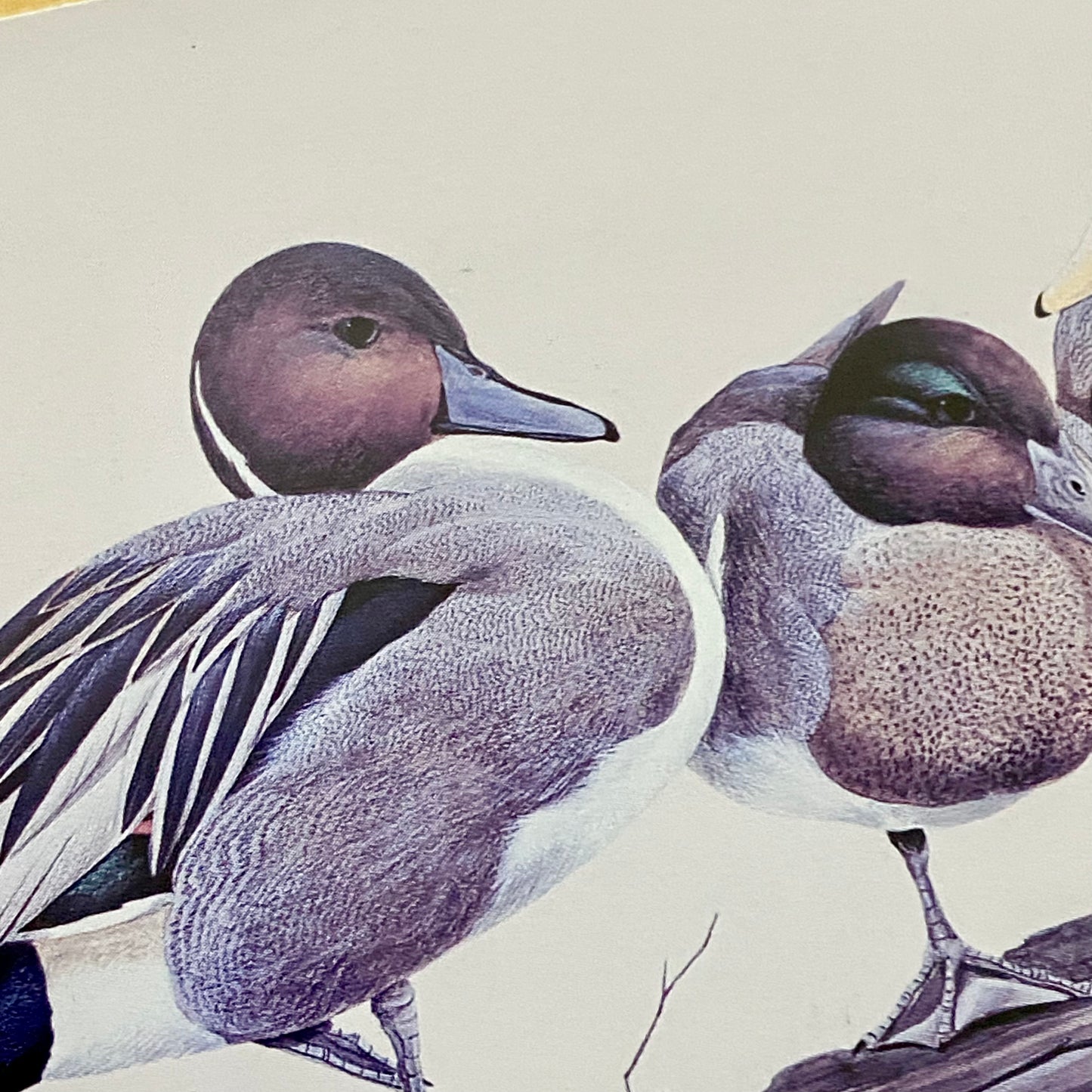 Vintage The Surfers Duck Ducks Art Print Plate Signed Art LaMay Framed & Glazed