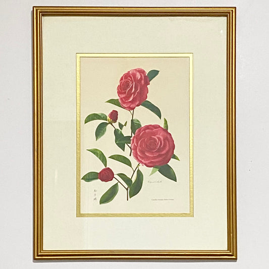 Vintage Camellia Reticulata Robert Fortune Botanical Floral Print Signed Framed
