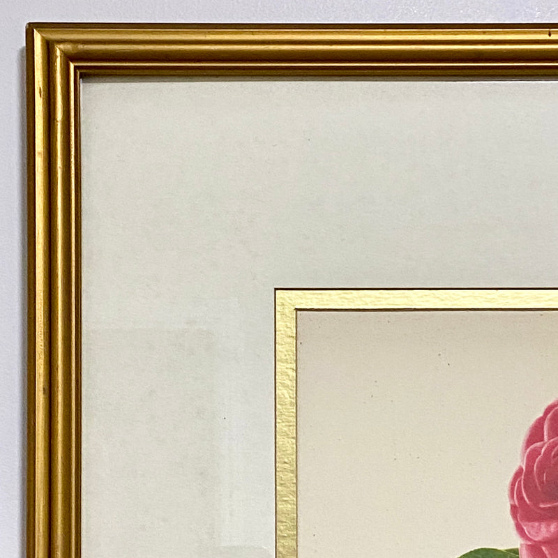 Vintage Camellia Reticulata Robert Fortune Botanical Floral Print Signed Framed