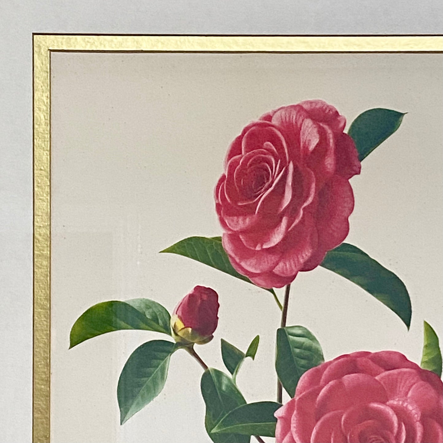 Vintage Camellia Reticulata Robert Fortune Botanical Floral Print Signed Framed