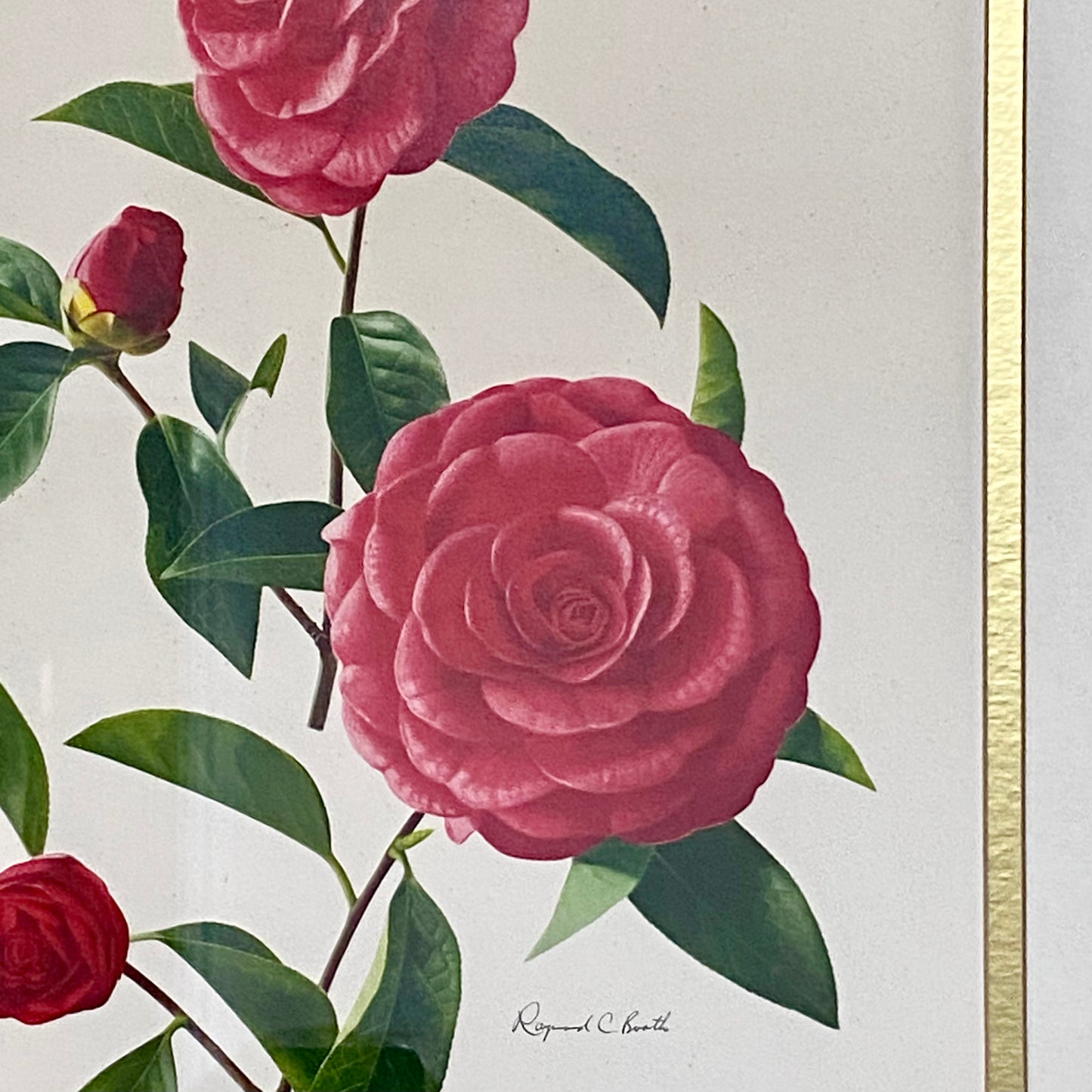 Vintage Camellia Reticulata Robert Fortune Botanical Floral Print Signed Framed