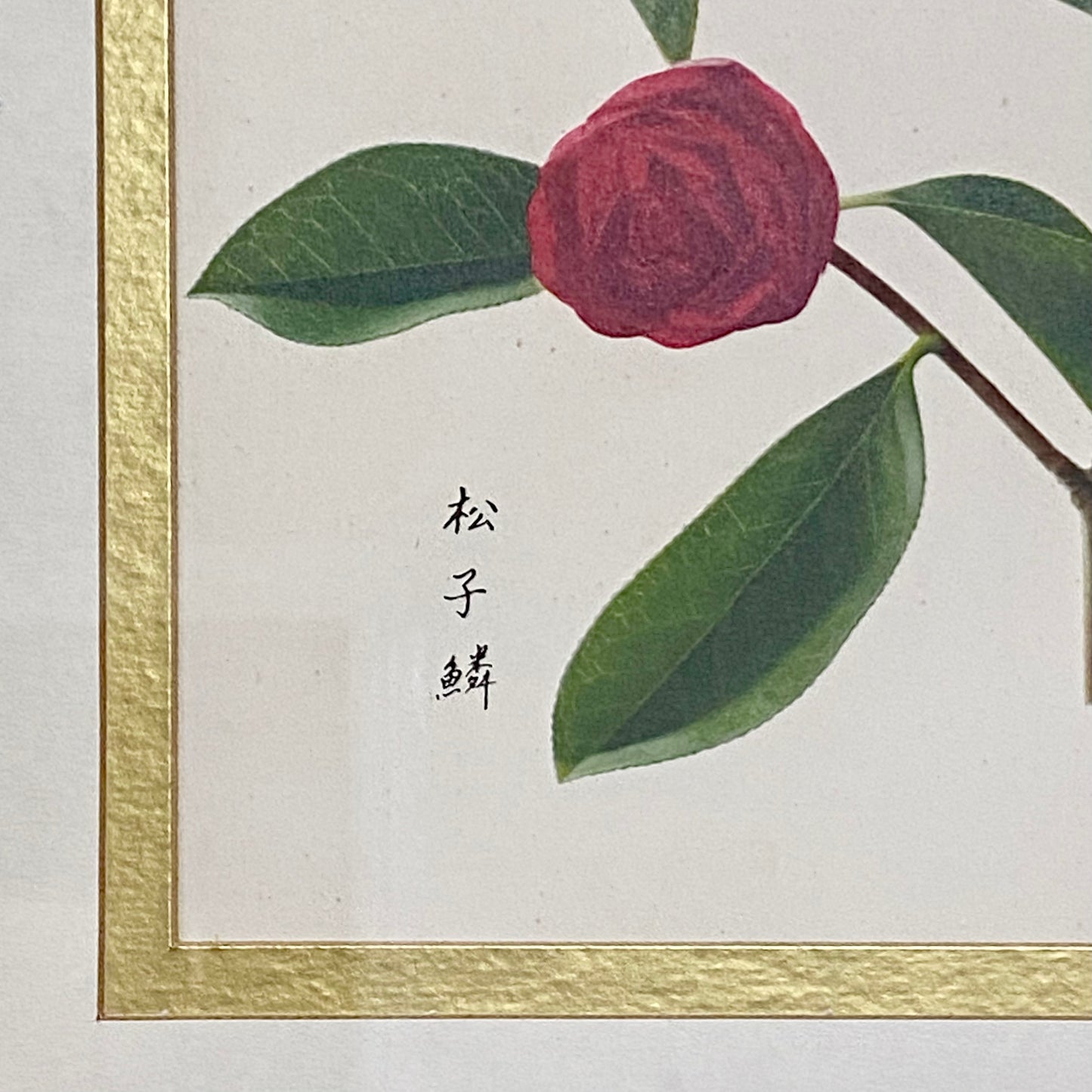 Vintage Camellia Reticulata Robert Fortune Botanical Floral Print Signed Framed