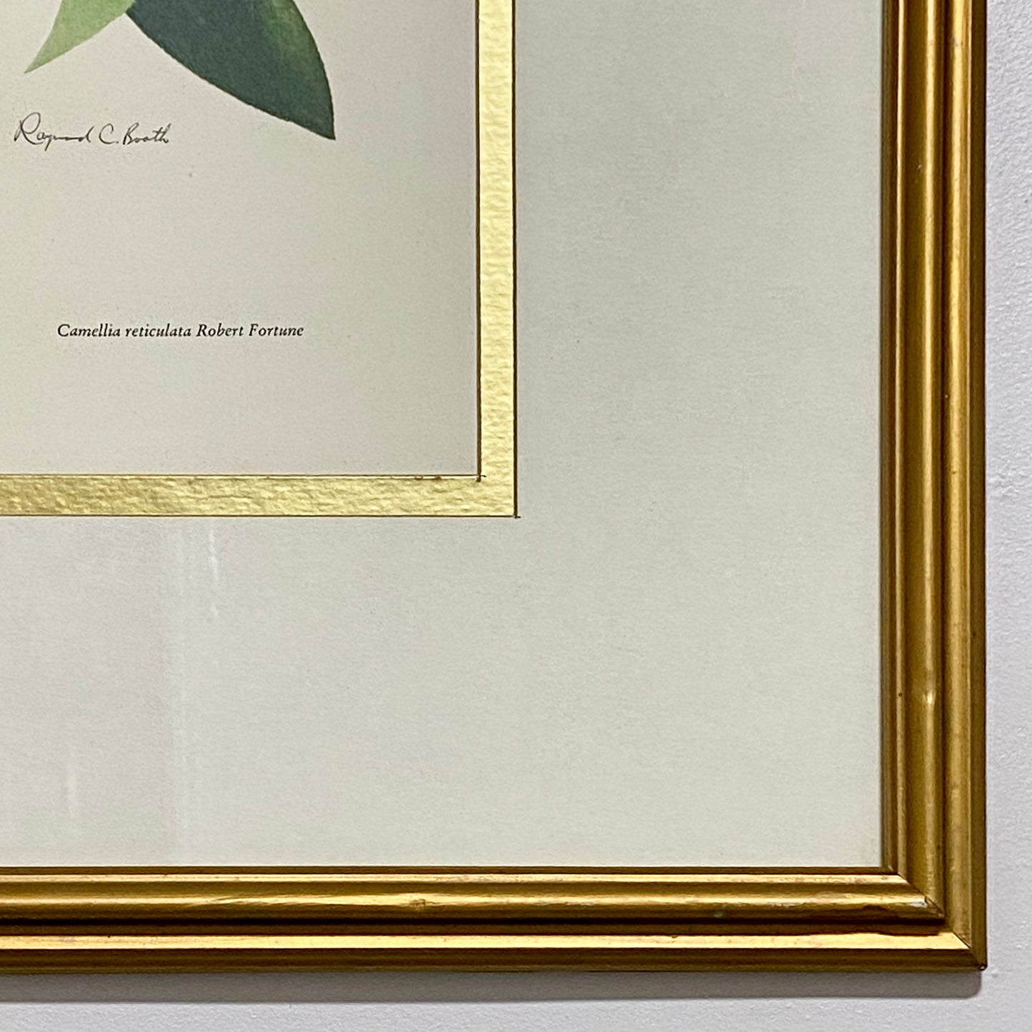 Vintage Camellia Reticulata Robert Fortune Botanical Floral Print Signed Framed