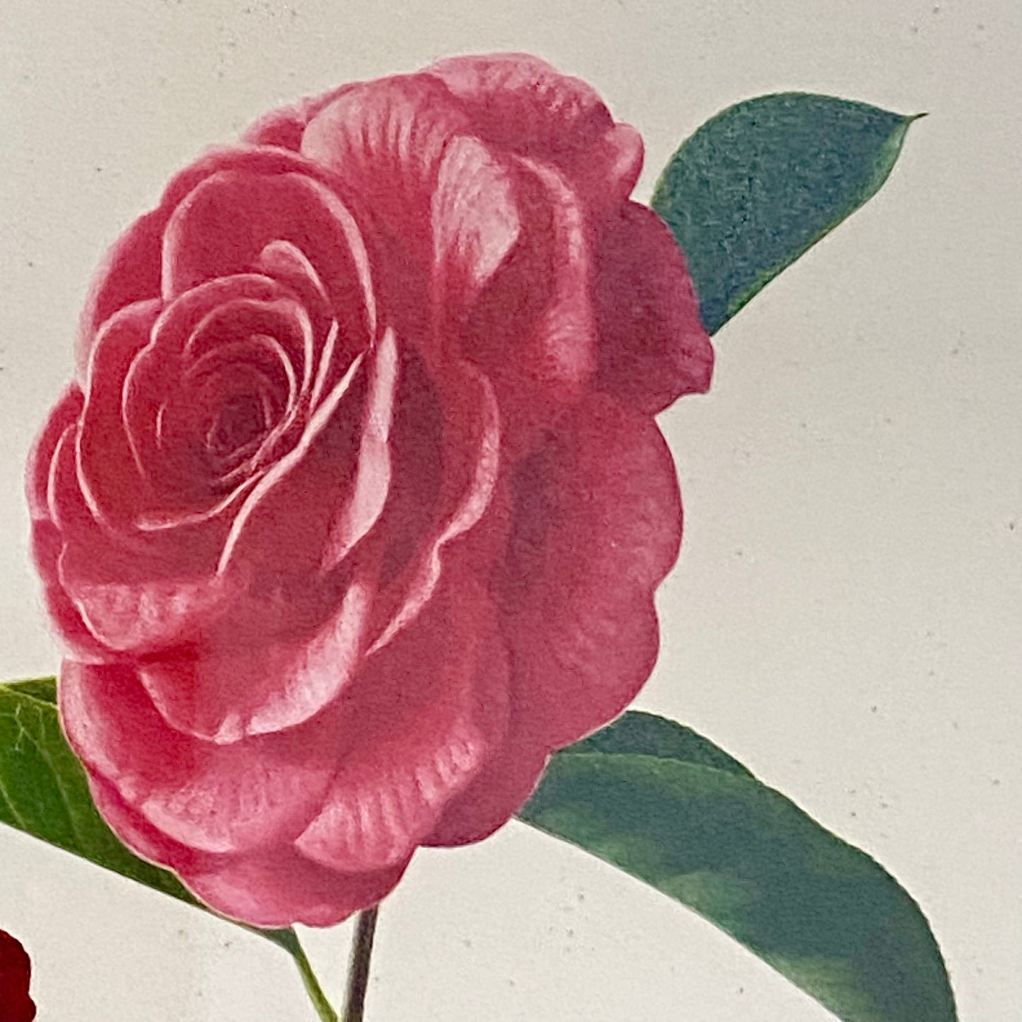 Vintage Camellia Reticulata Robert Fortune Botanical Floral Print Signed Framed