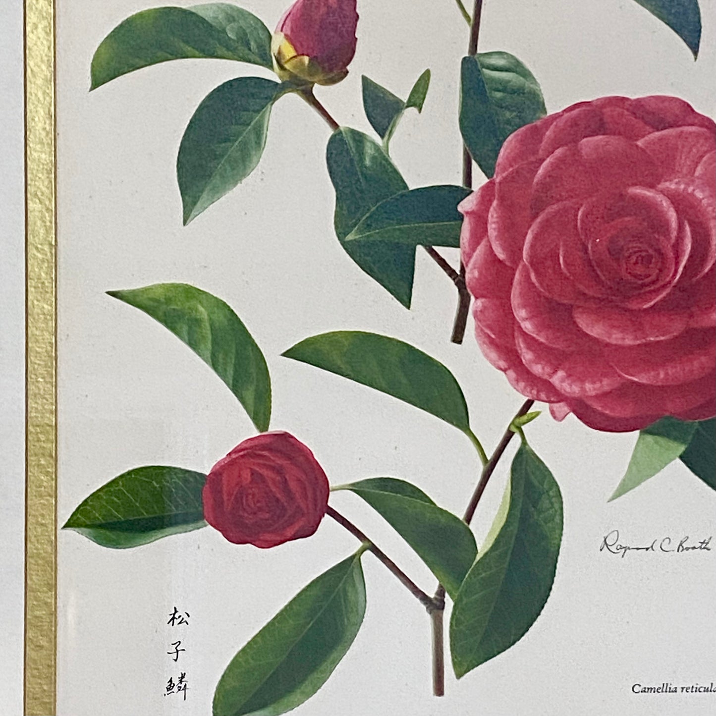 Vintage Camellia Reticulata Robert Fortune Botanical Floral Print Signed Framed