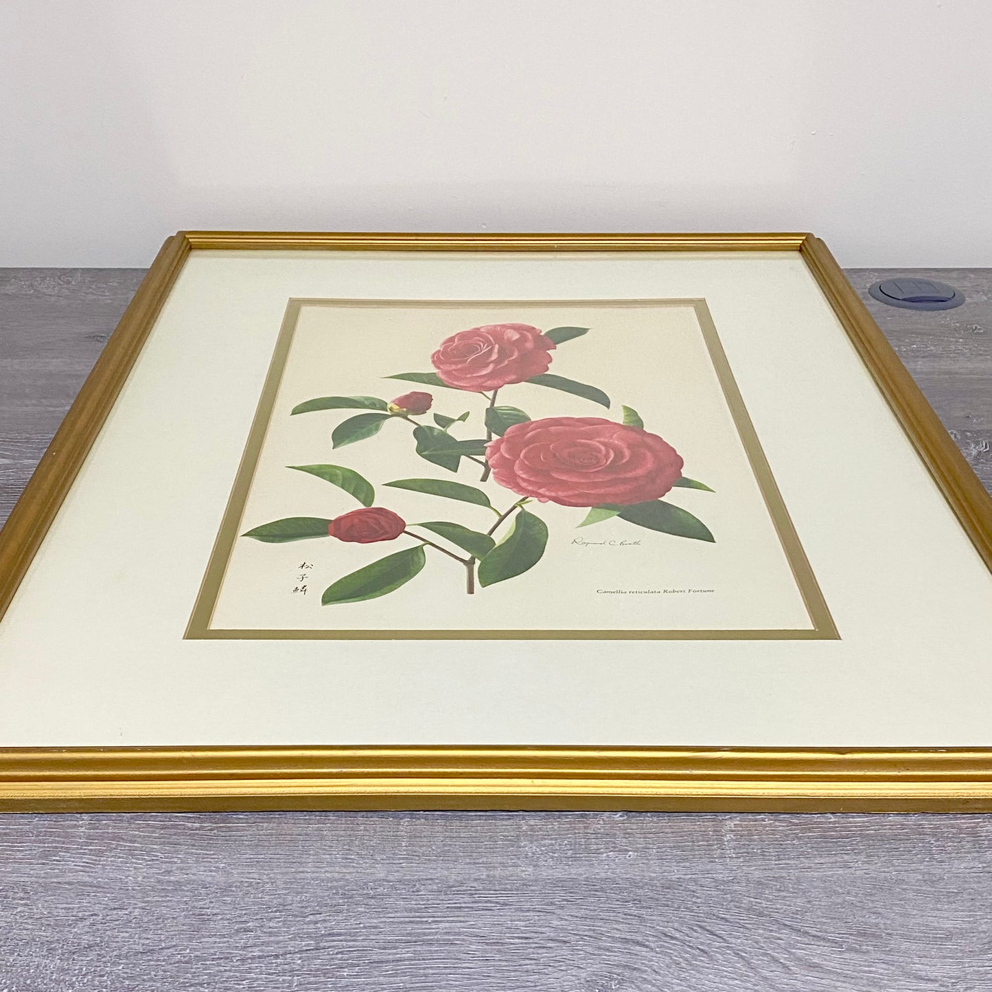 Vintage Camellia Reticulata Robert Fortune Botanical Floral Print Signed Framed