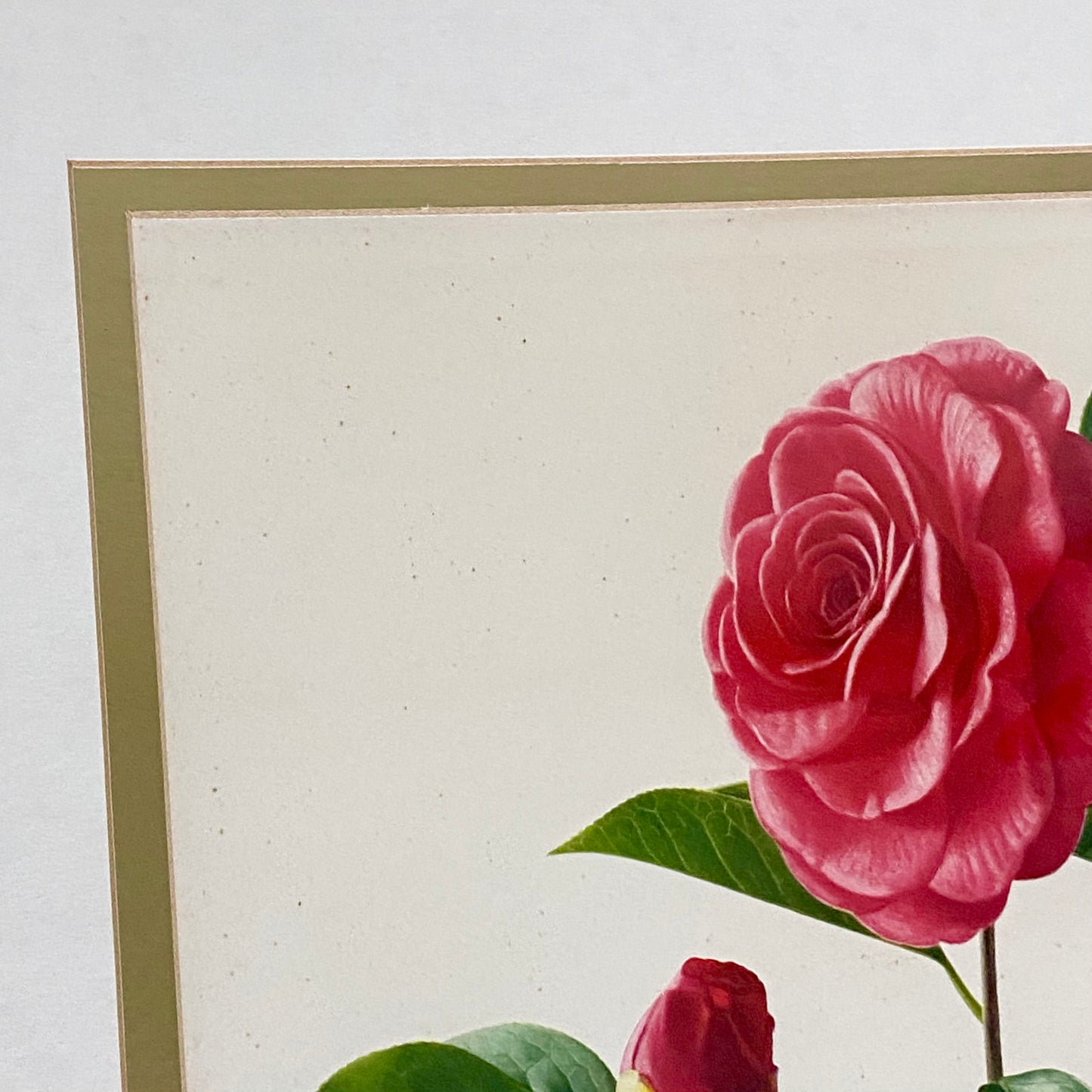 Vintage Camellia Reticulata Robert Fortune Botanical Floral Print Signed Framed
