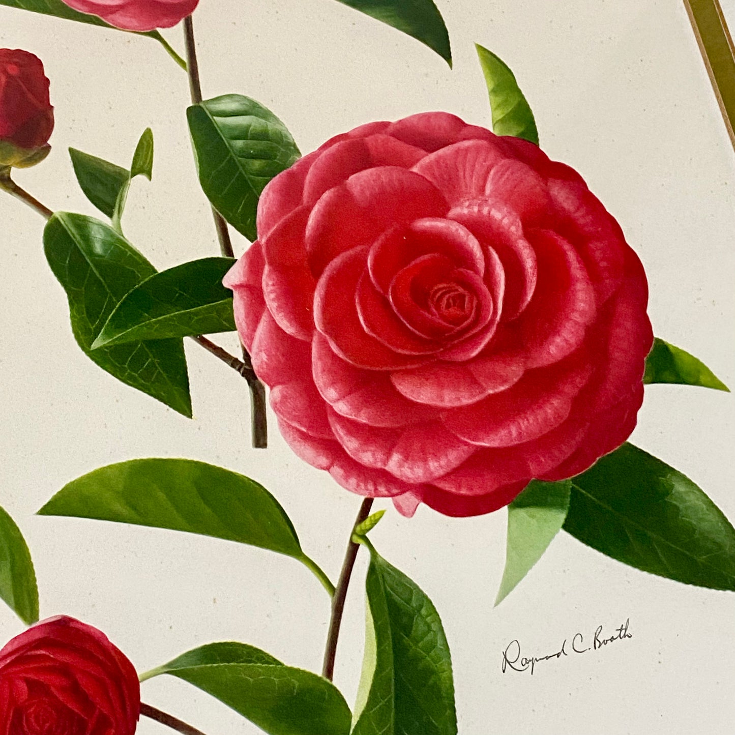 Vintage Camellia Reticulata Robert Fortune Botanical Floral Print Signed Framed