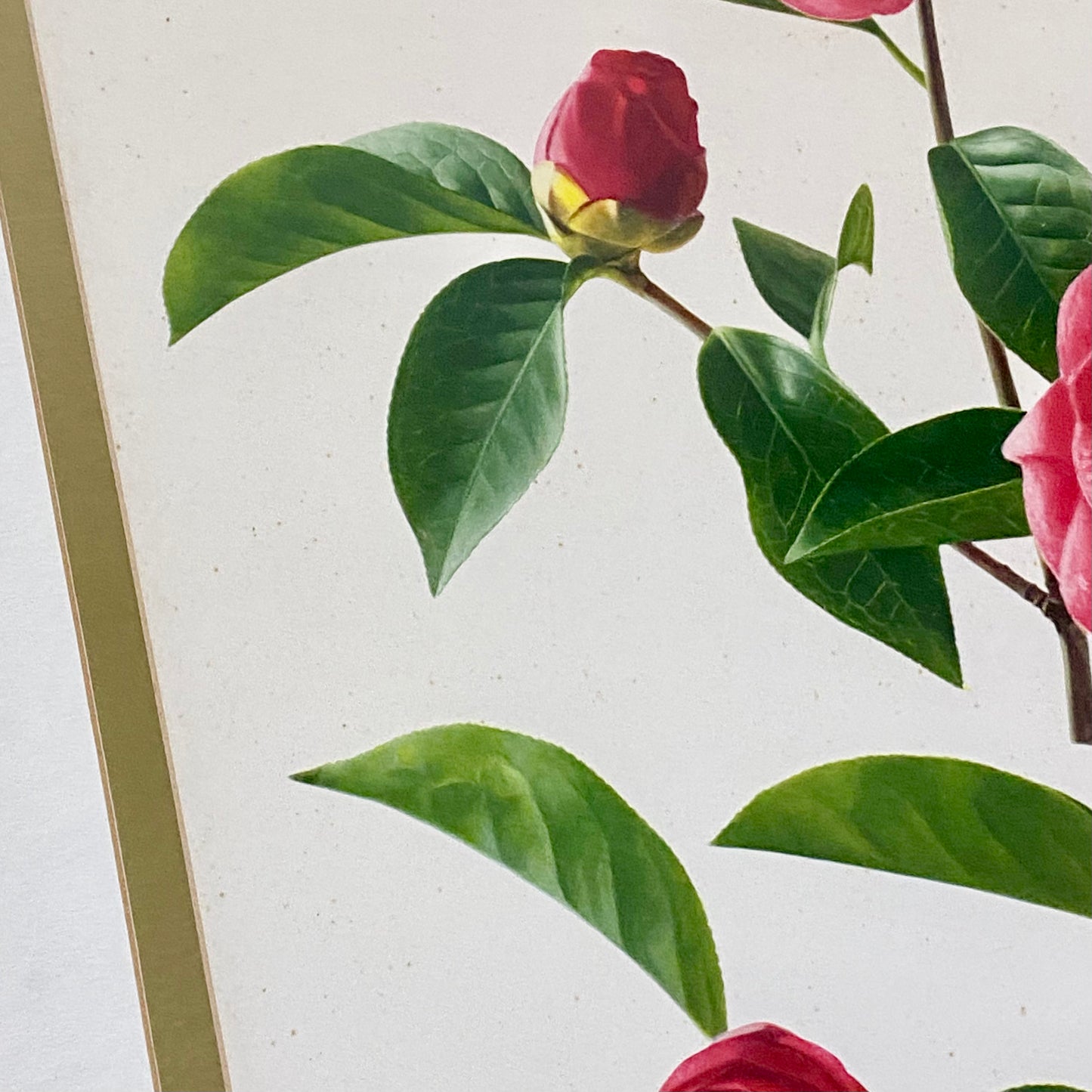 Vintage Camellia Reticulata Robert Fortune Botanical Floral Print Signed Framed