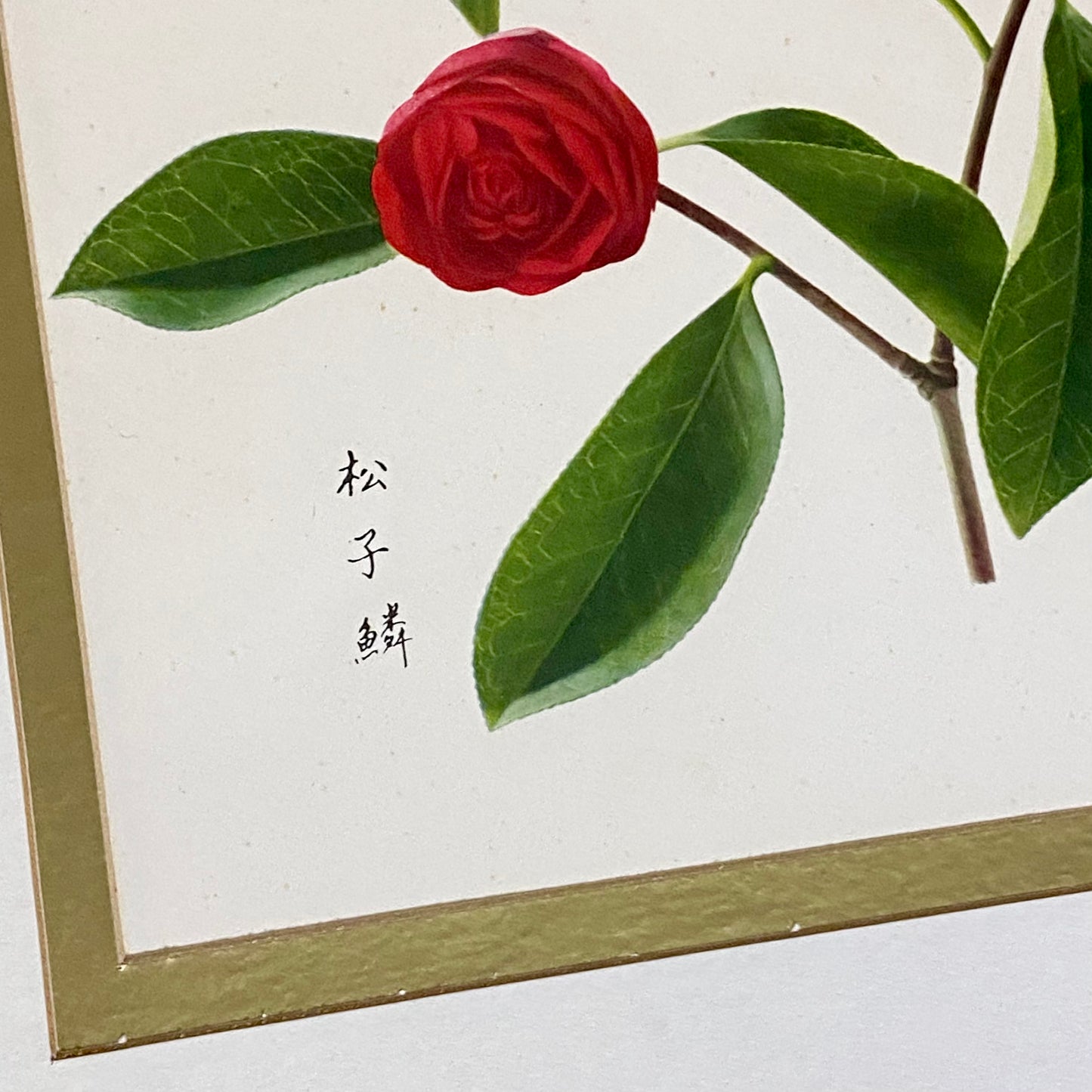Vintage Camellia Reticulata Robert Fortune Botanical Floral Print Signed Framed