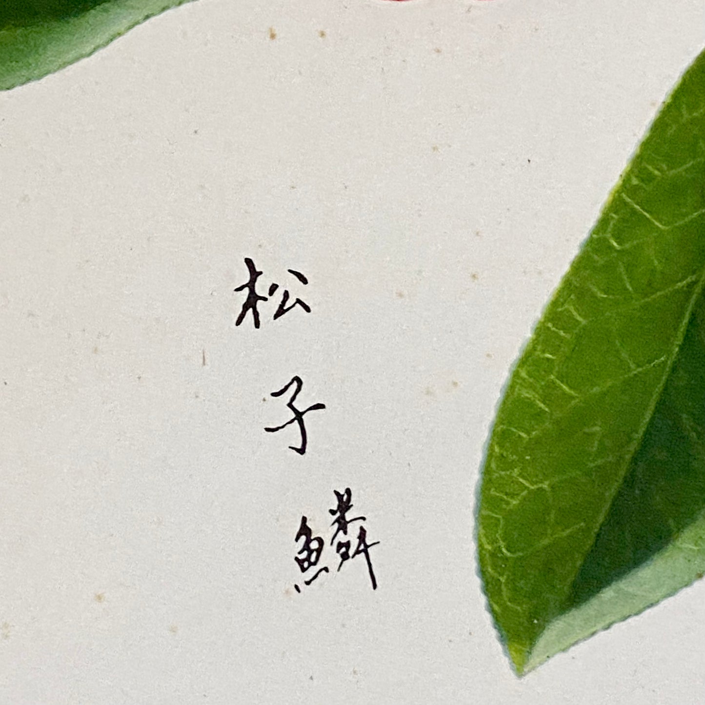 Vintage Camellia Reticulata Robert Fortune Botanical Floral Print Signed Framed