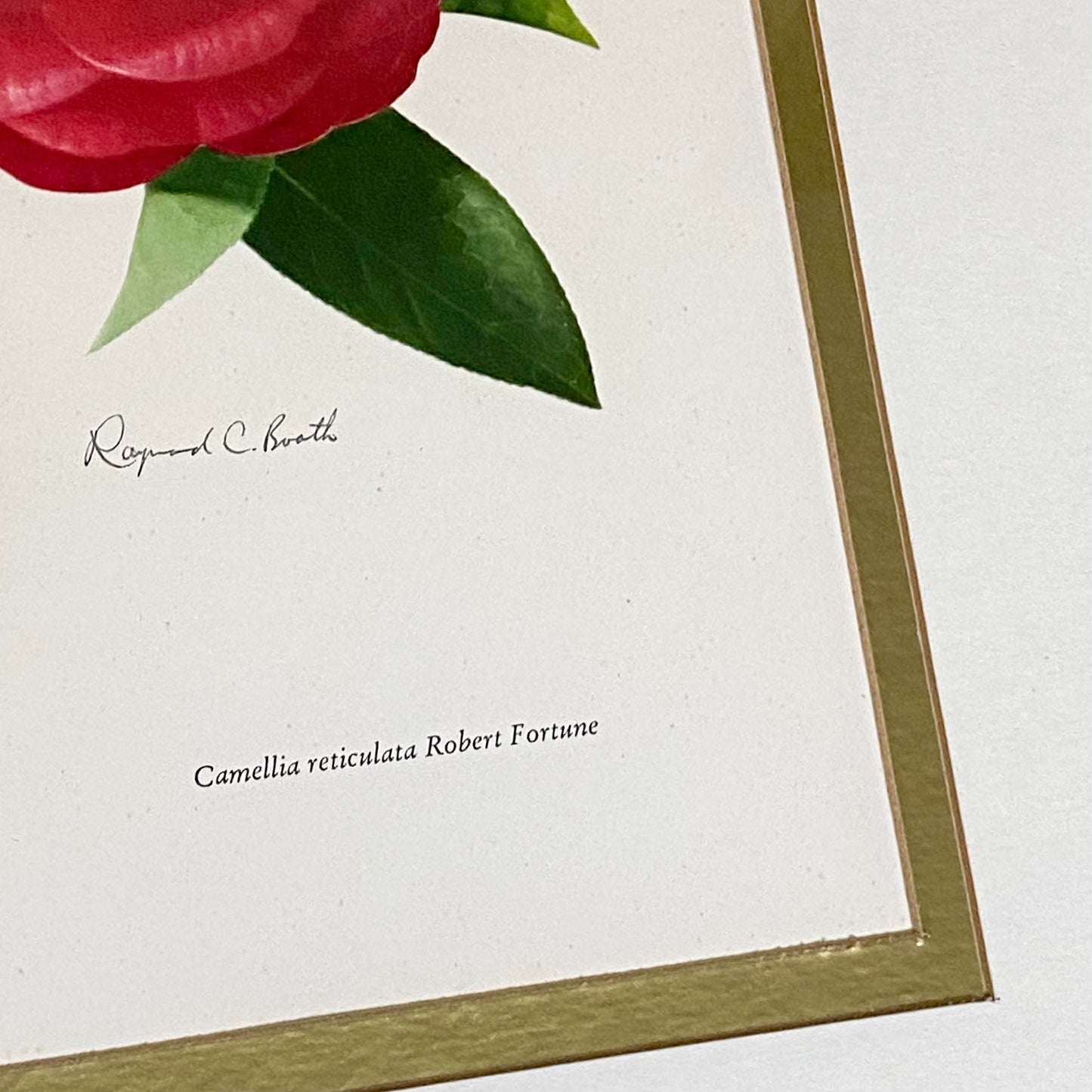 Vintage Camellia Reticulata Robert Fortune Botanical Floral Print Signed Framed