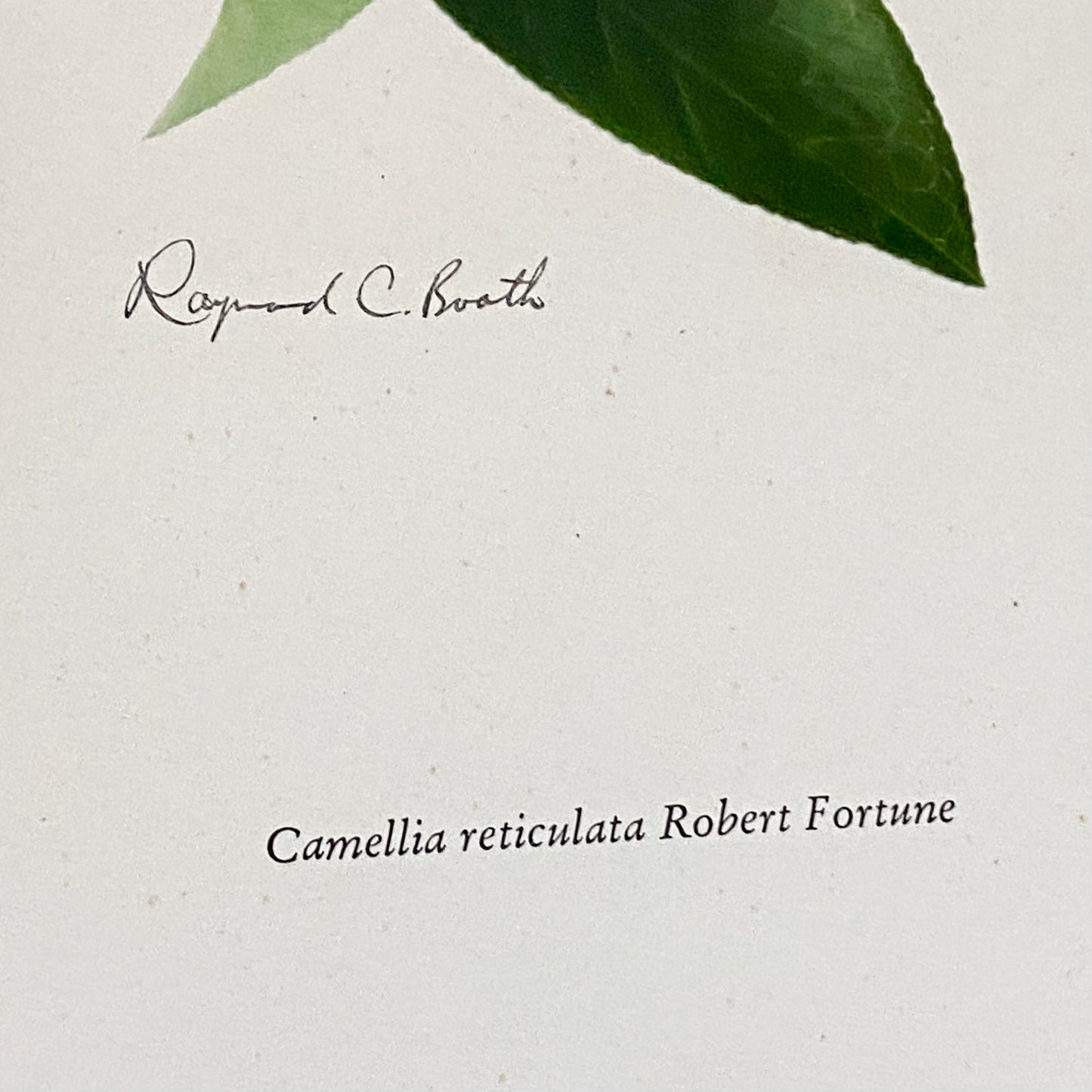 Vintage Camellia Reticulata Robert Fortune Botanical Floral Print Signed Framed