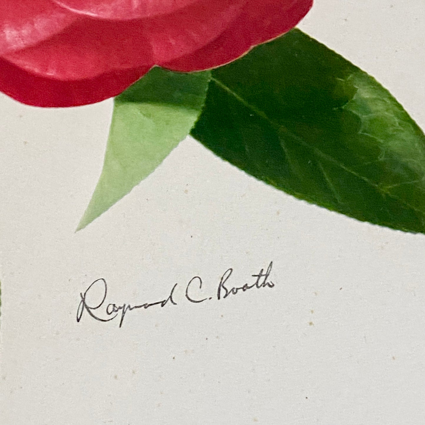 Vintage Camellia Reticulata Robert Fortune Botanical Floral Print Signed Framed