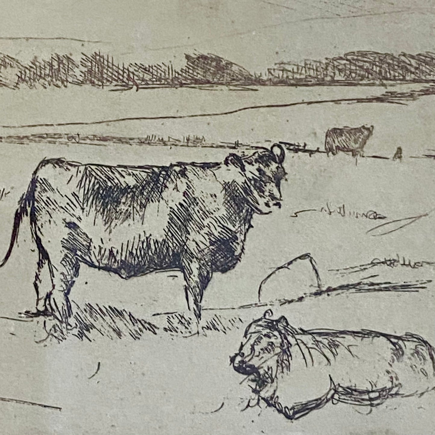 Vintage Cows Etching Signed Sarah Lewthwaite 1992 No.1 / 20 Framed & Glazed Rare