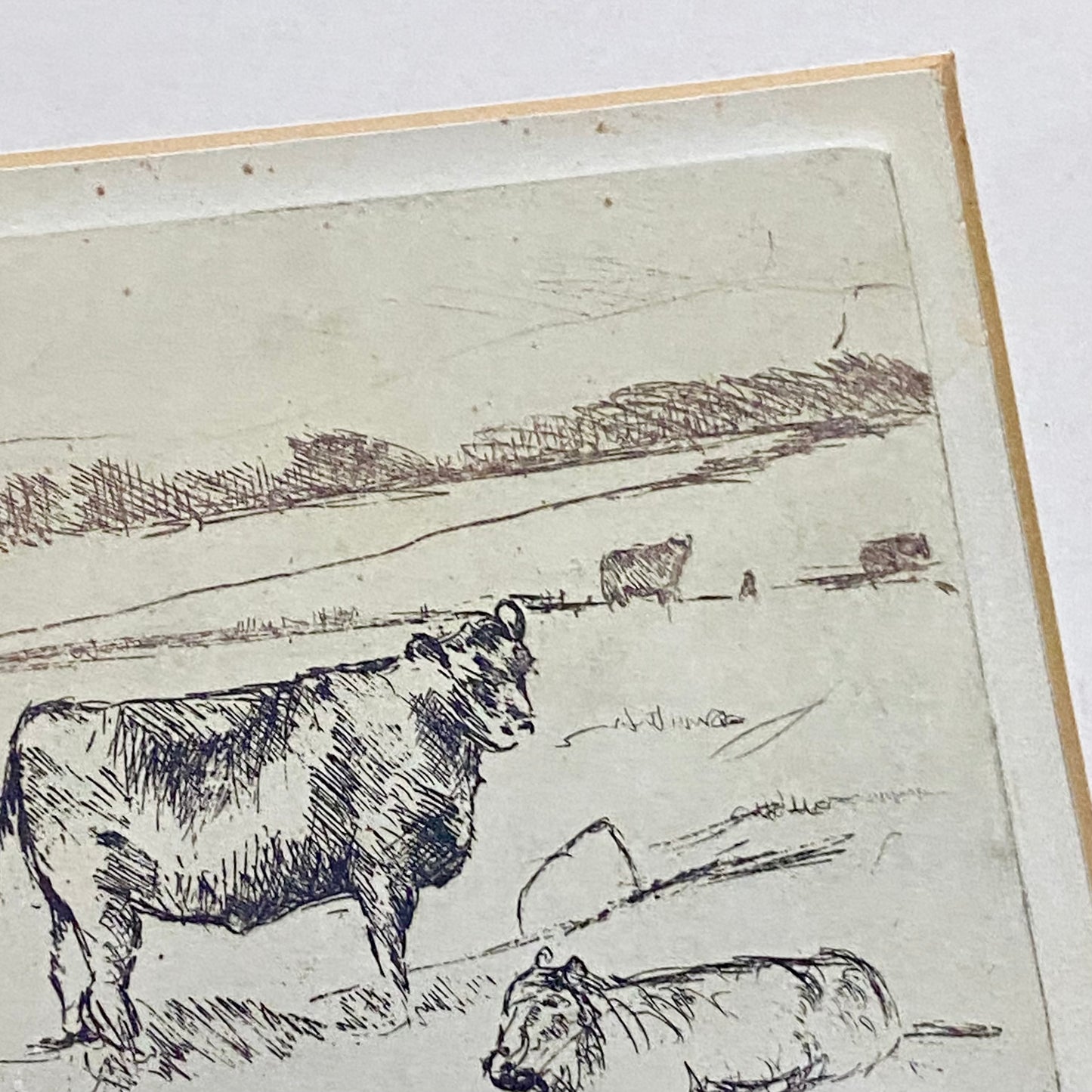 Vintage Cows Etching Signed Sarah Lewthwaite 1992 No.1 / 20 Framed & Glazed Rare