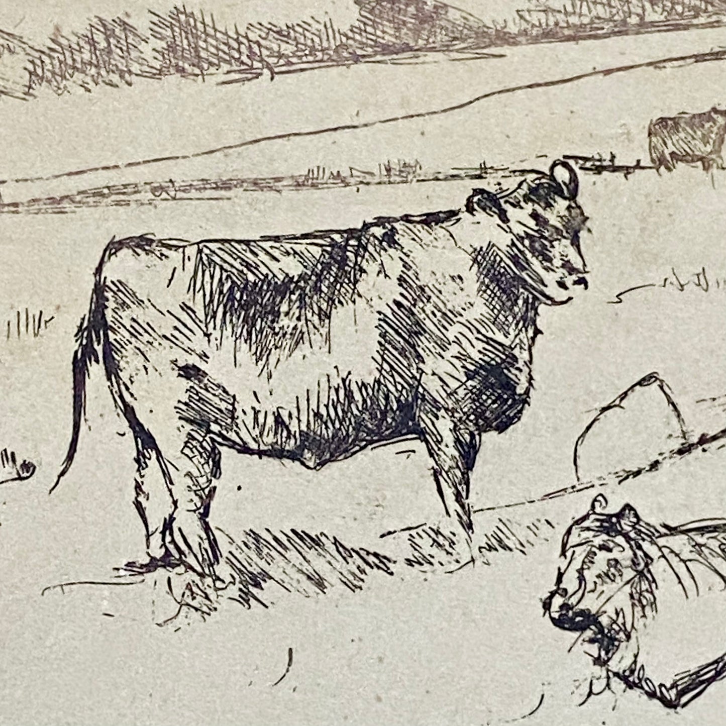 Vintage Cows Etching Signed Sarah Lewthwaite 1992 No.1 / 20 Framed & Glazed Rare